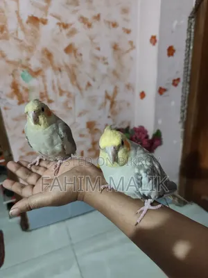Cockatiel Birds