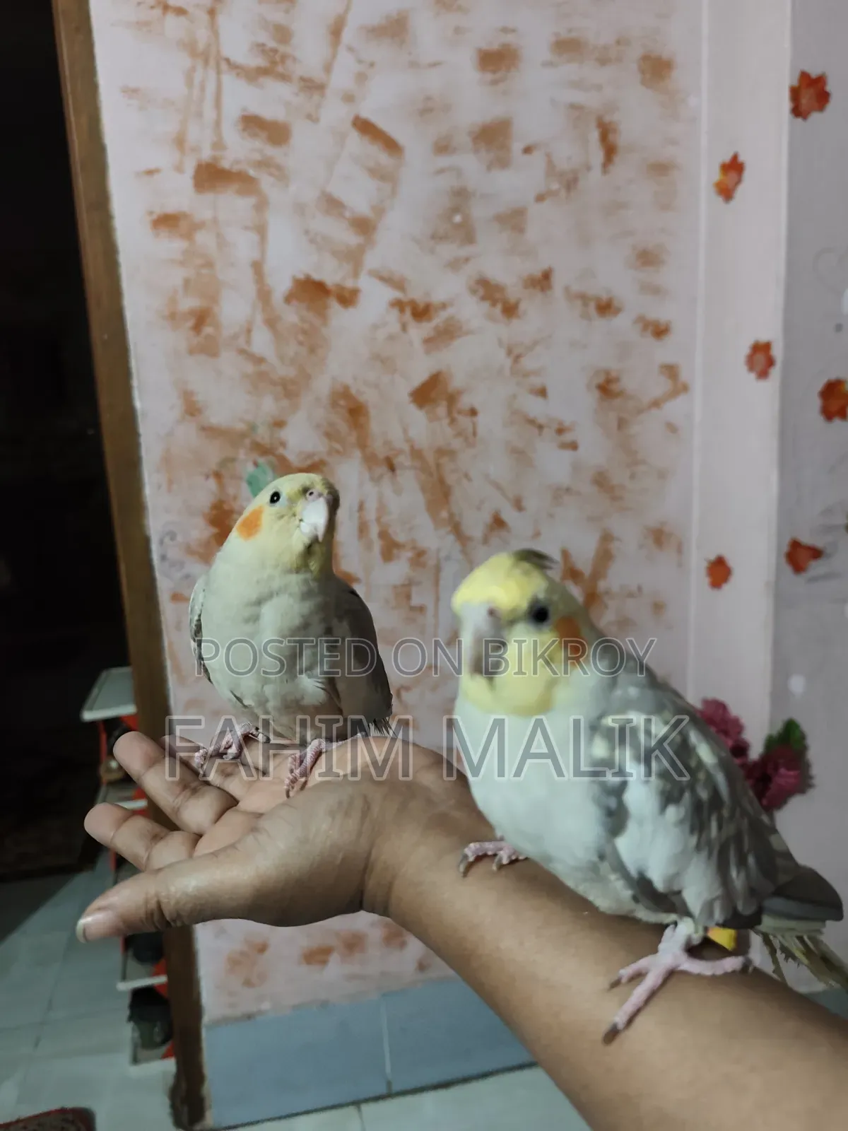 Cockatiel Birds