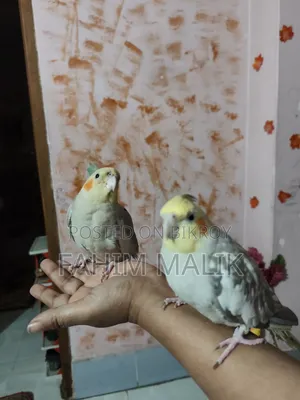 Cockatiel Birds