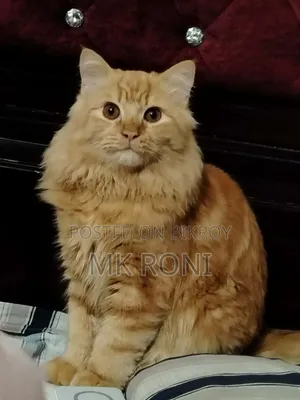3-6 Months Male Purebred Persian