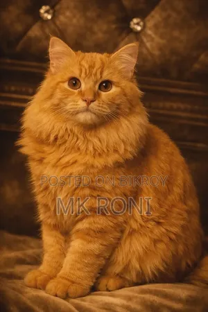 3-6 Months Male Purebred Persian