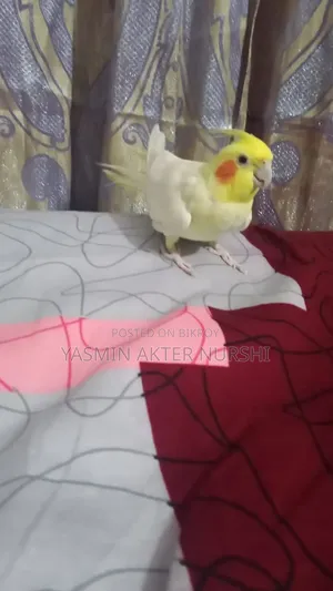ককটেল লুটিনো