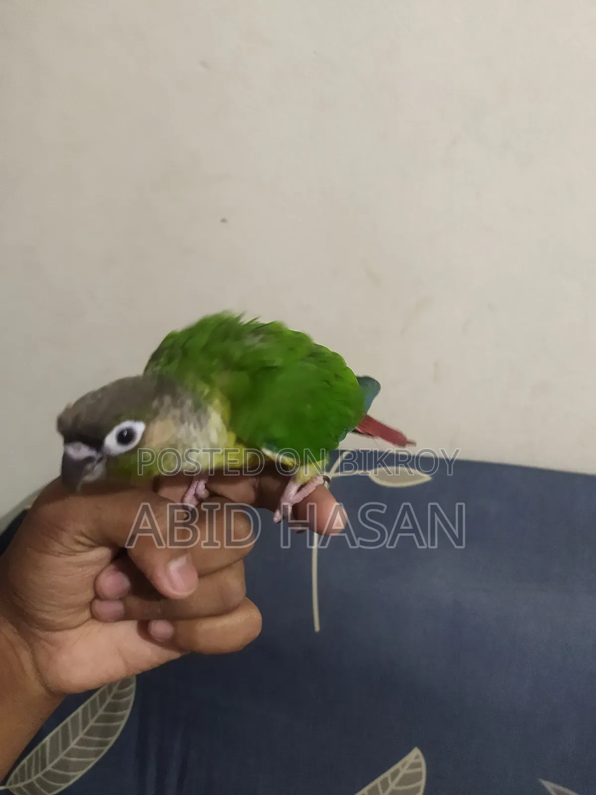 Green Cheek Conure