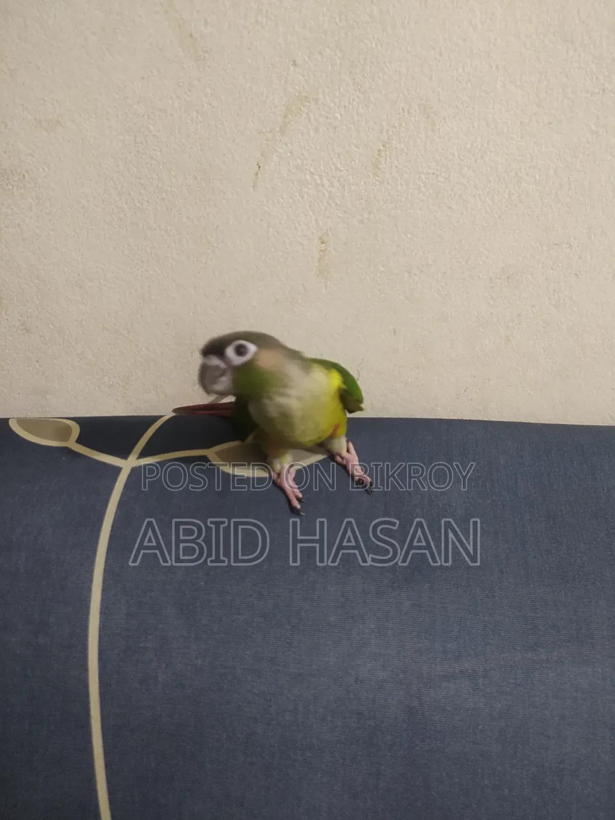 Green Cheek Conure
