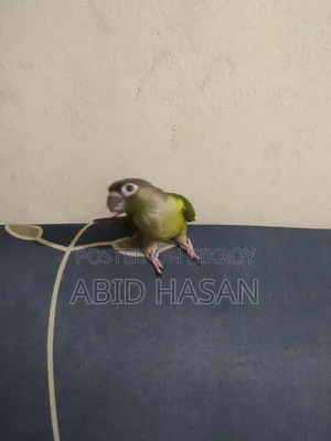 Green Cheek Conure