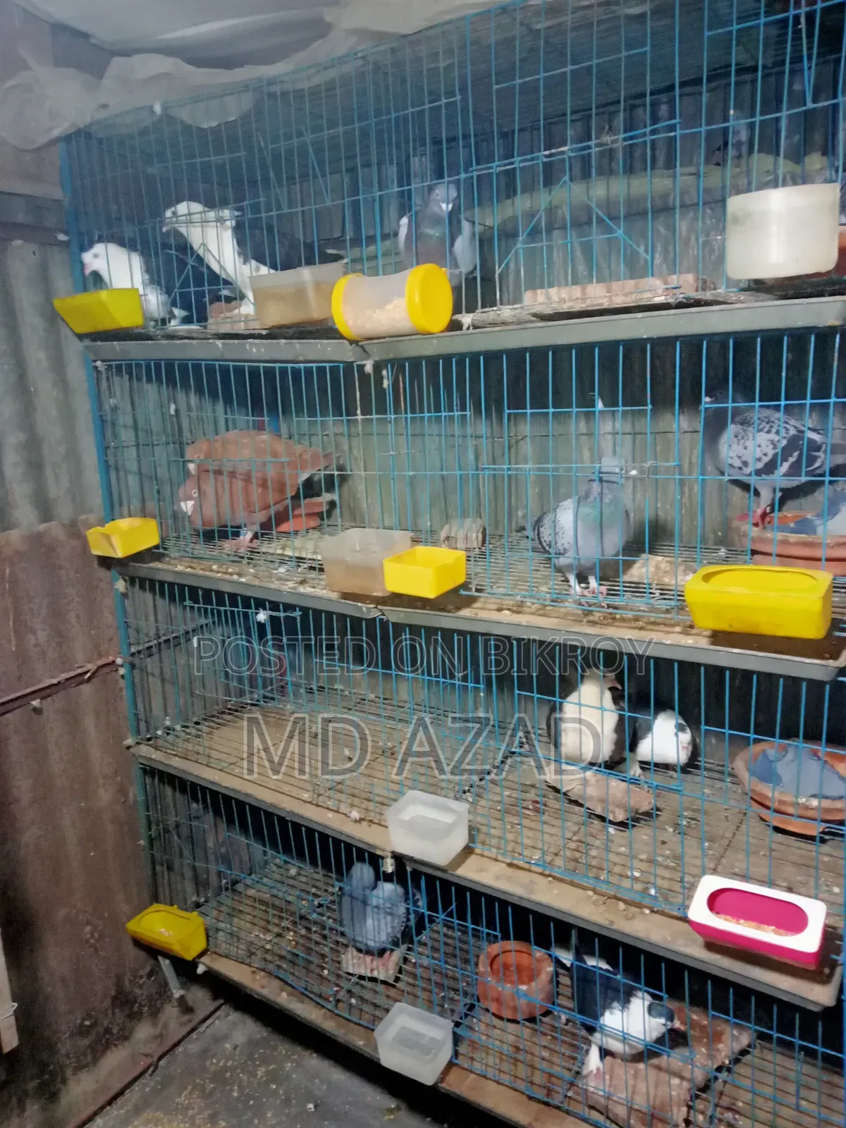 13 Pigeons for Sale