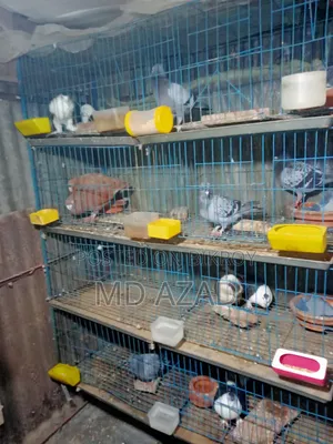 13 Pigeons for Sale