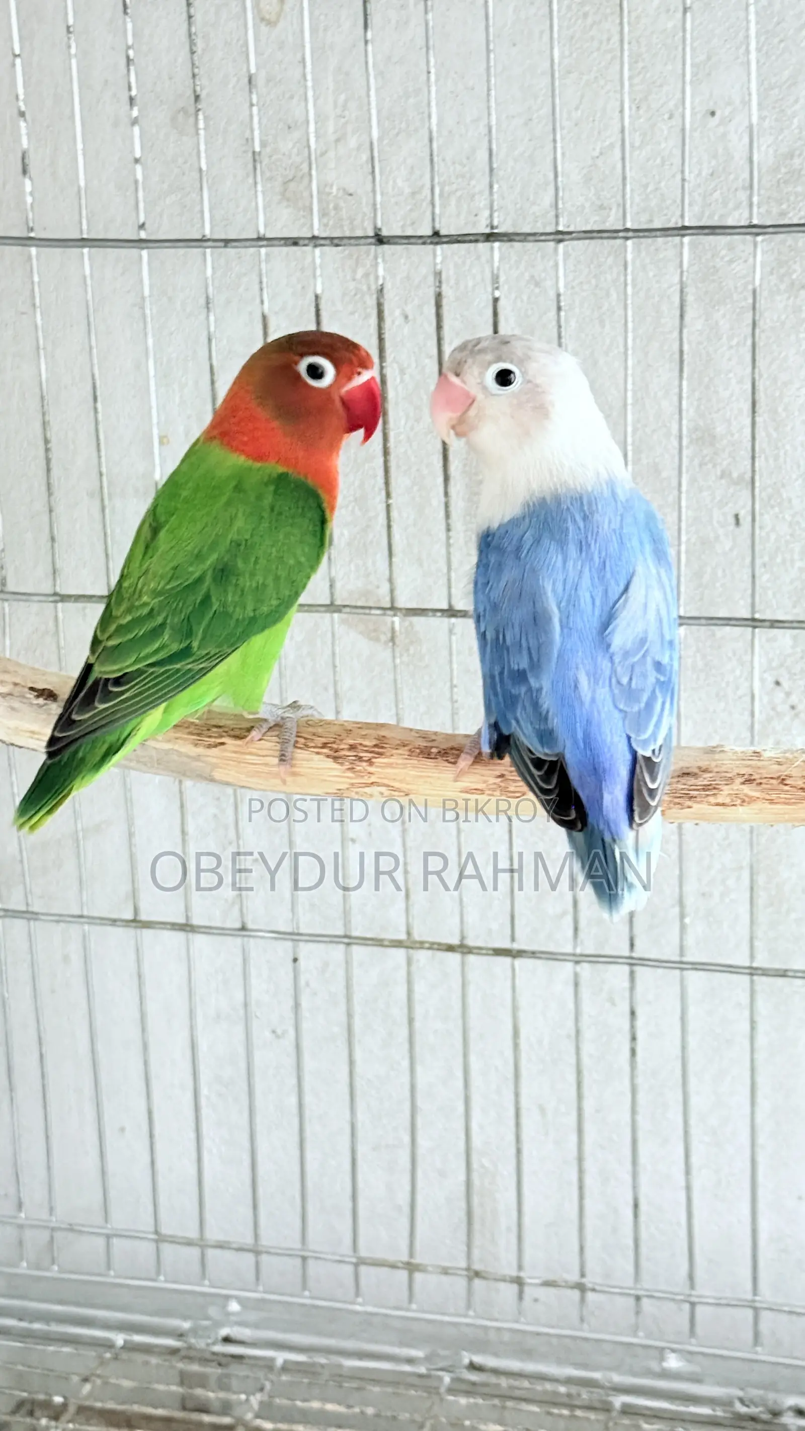 New Adult Love Bird Urgent Sale