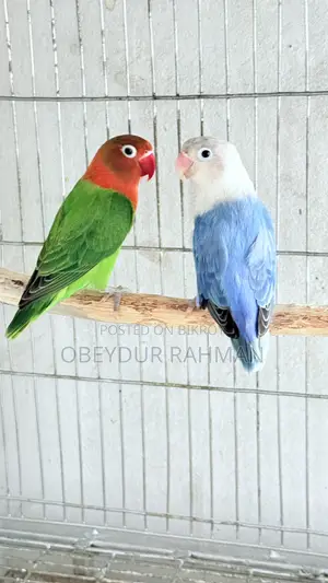 নিউ এডাল্ট লাভ বার্ড আরজেন্ট বিক্রি