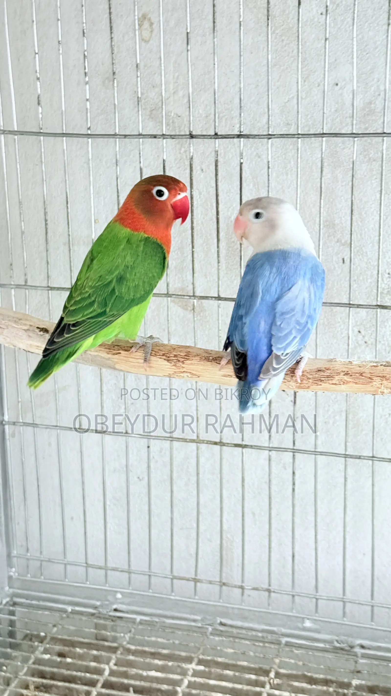 New Adult Love Bird Urgent Sale