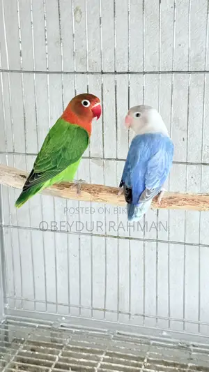 New Adult Love Bird Urgent Sale