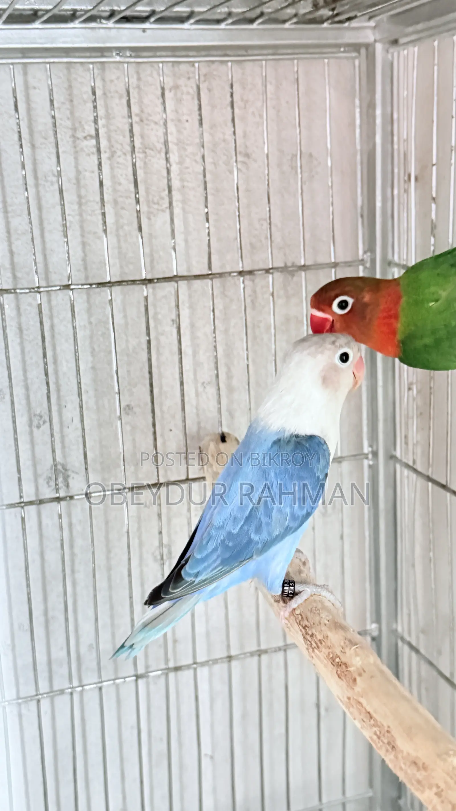 New Adult Love Bird Urgent Sale