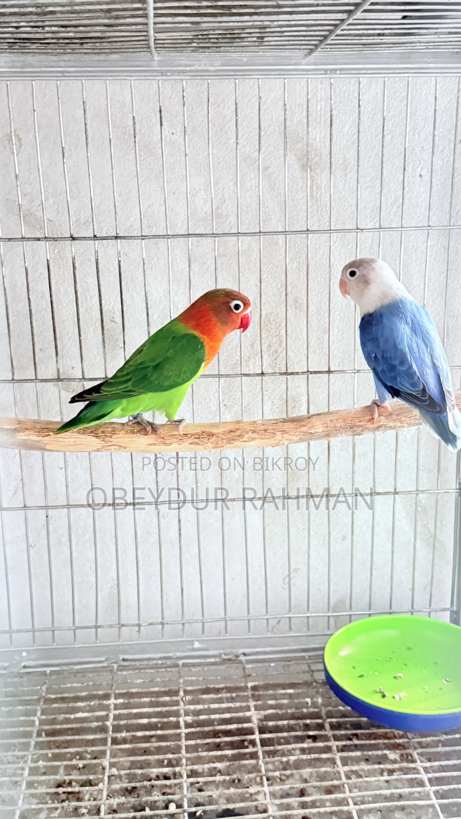 New Adult Love Bird Urgent Sale