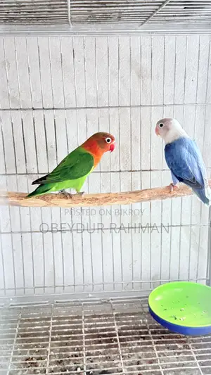 New Adult Love Bird Urgent Sale