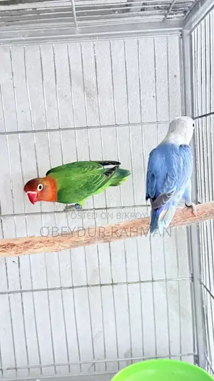 New Adult Love Bird Urgent Sale