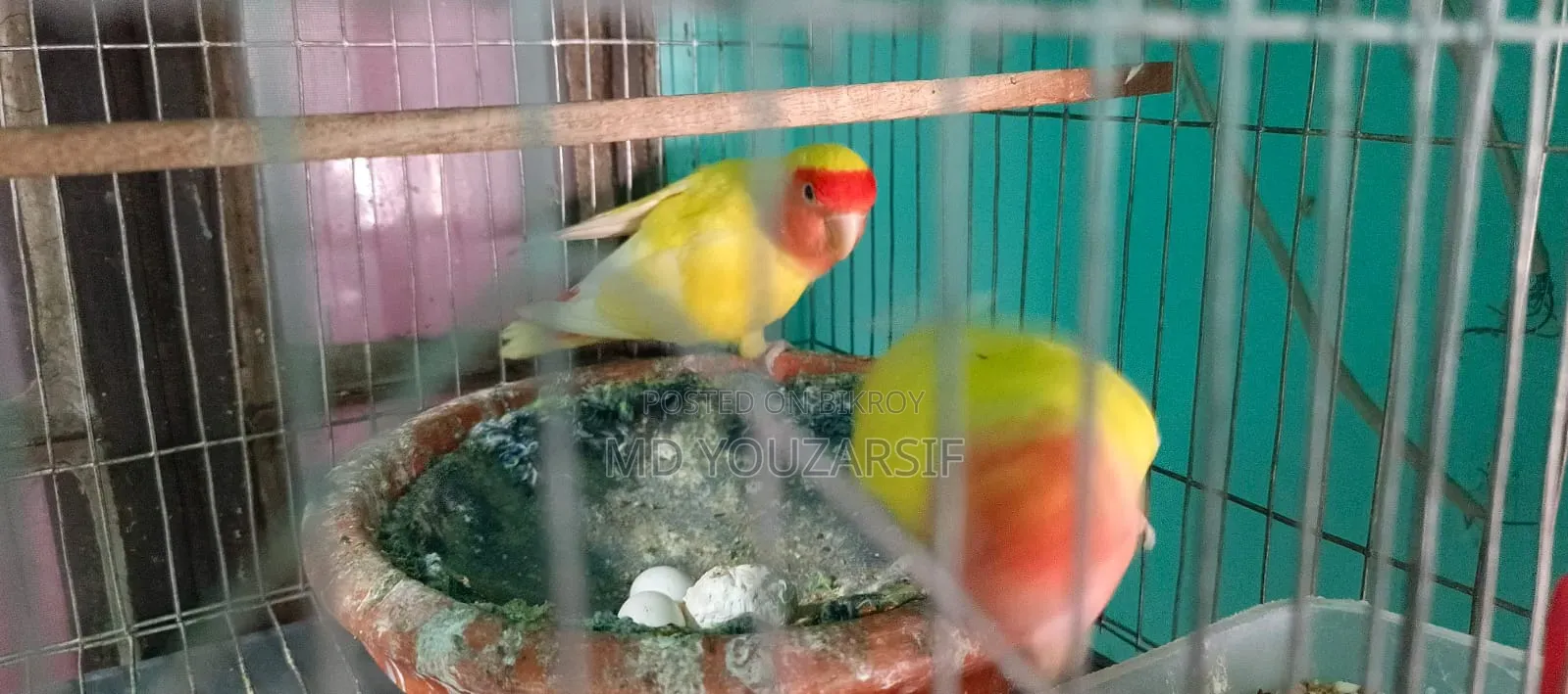 Lovebird
