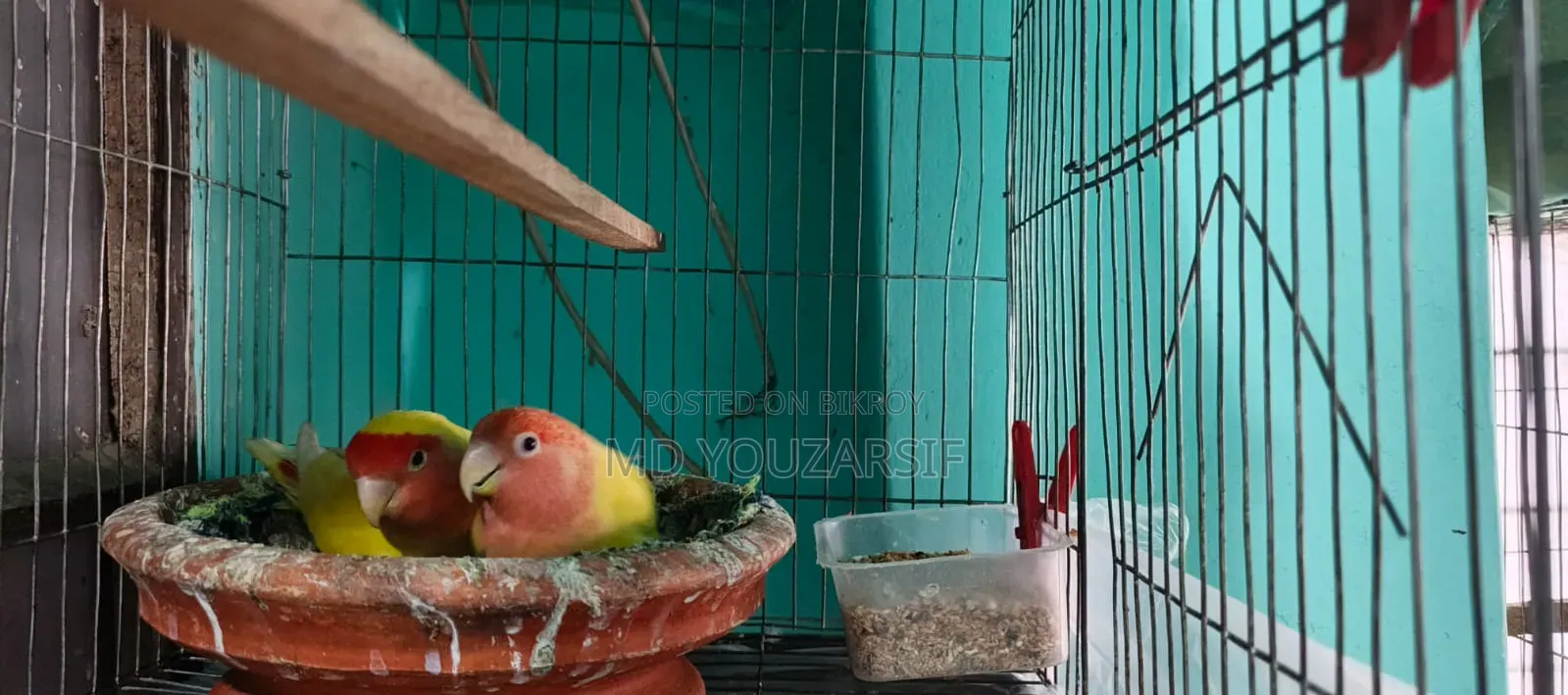Lovebird