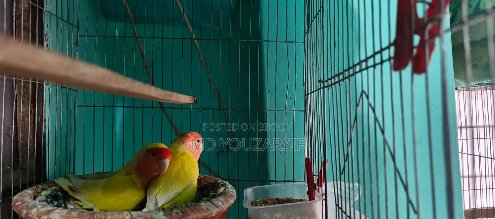 Lovebird