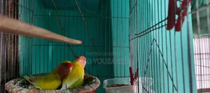 Lovebird