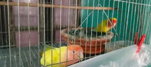 Lovebird