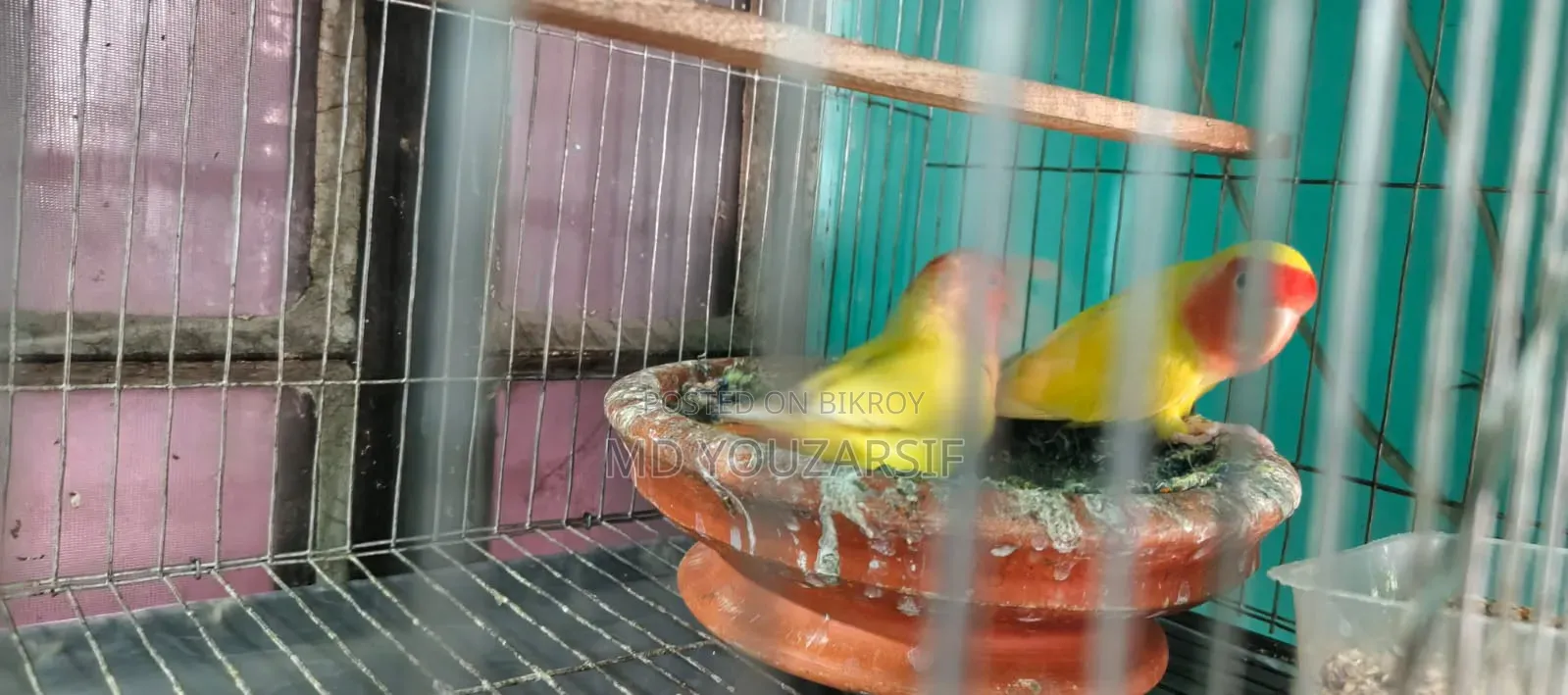 Lovebird