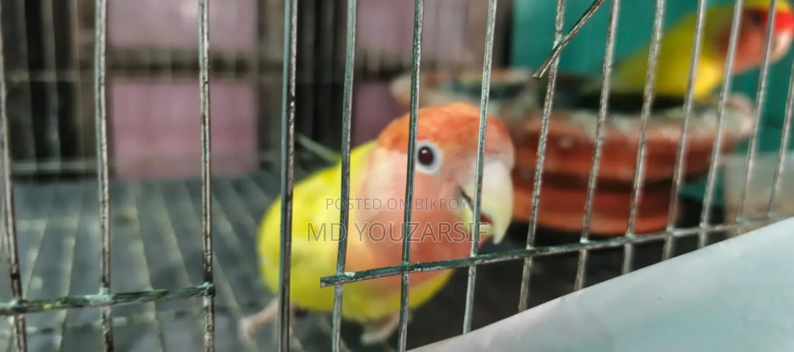Lovebird