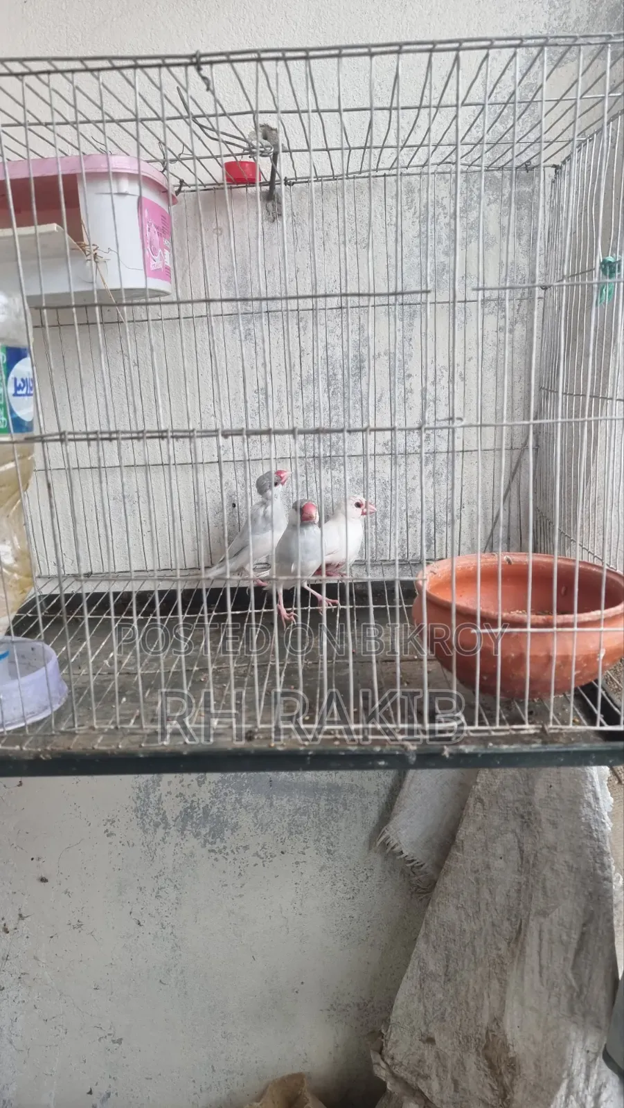 3 Java Finches