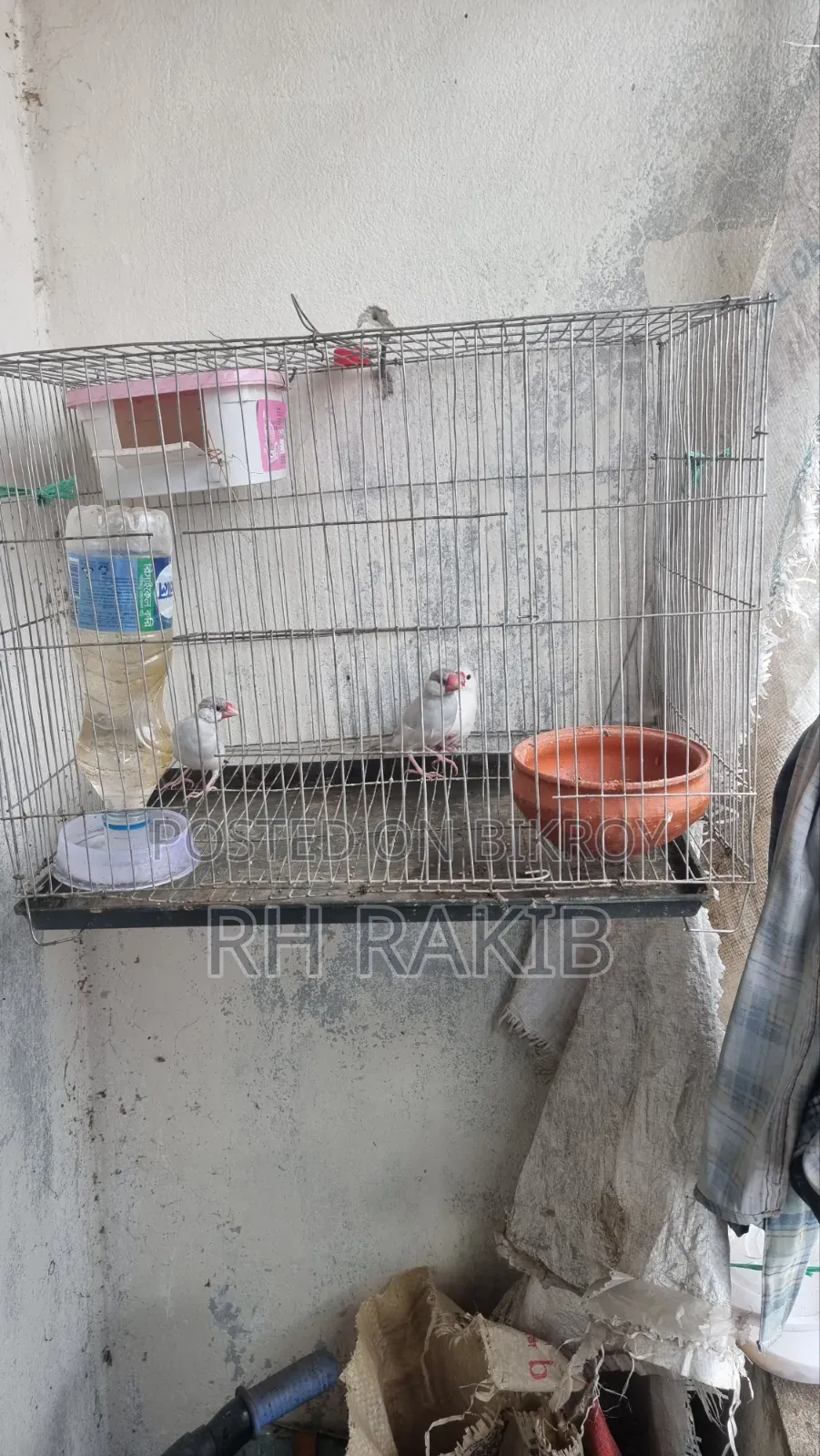 3 Java Finches