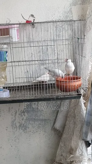 3 Java Finches