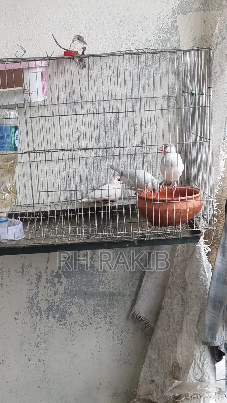 3 Java Finches
