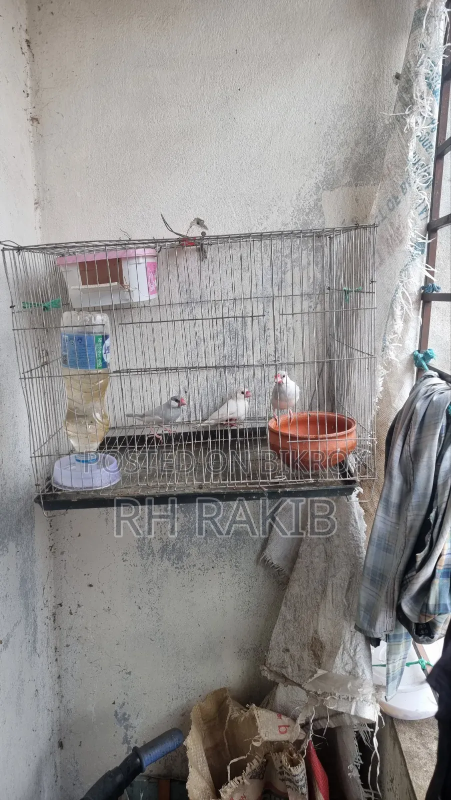 3 Java Finches