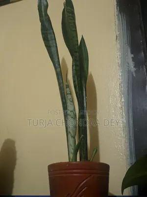 Snake Plant