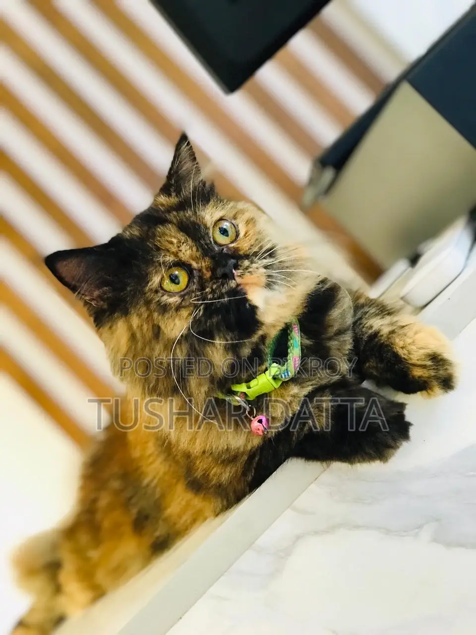 6-12 Months Female Purebred Persian