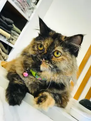 6-12 Months Female Purebred Persian