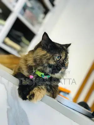 6-12 Months Female Purebred Persian