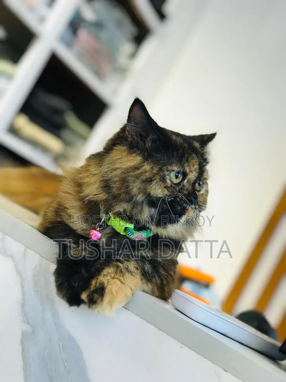 6-12 Months Female Purebred Persian