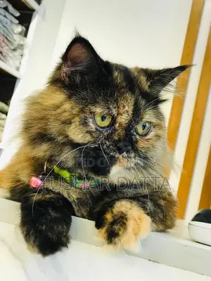 6-12 Months Female Purebred Persian