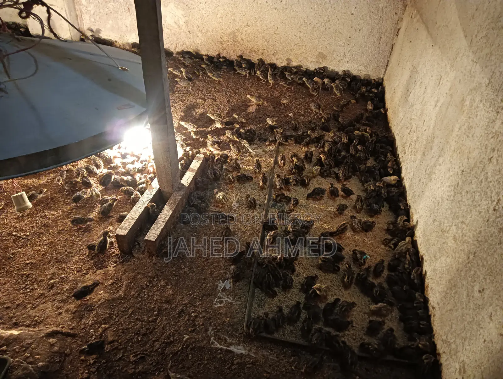 Quail Chicks (Zero Day)