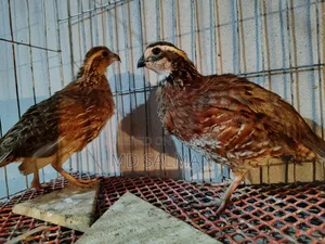 বব হোয়াইট কোয়েল পাখি