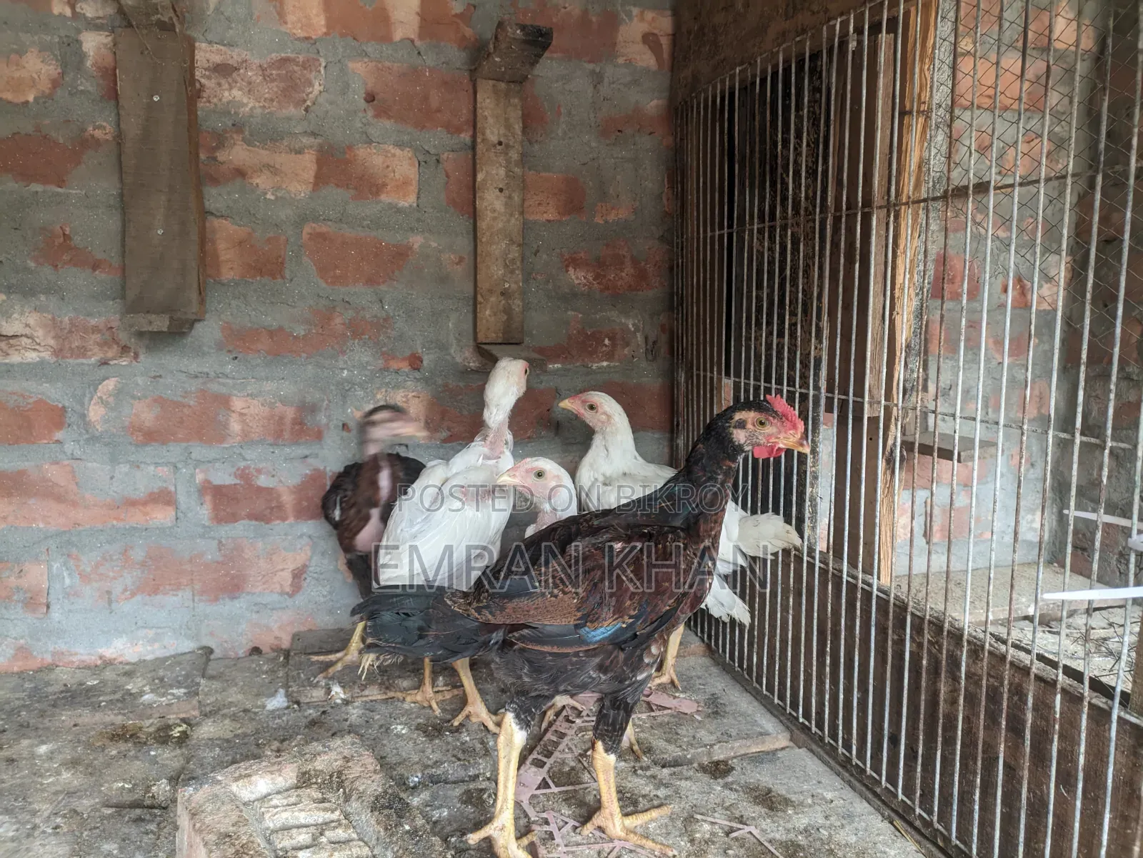 Aseel Chicken Chicks Age 2 Months+
