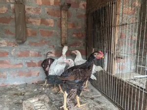 আসিল মুরগির বাচ্চা বয়স 2 মাস +