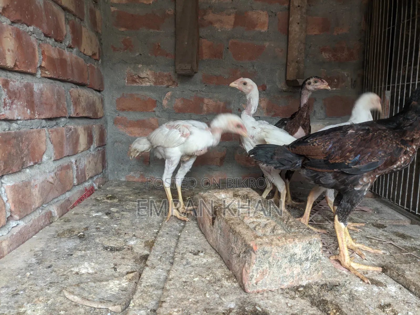 Aseel Chicken Chicks Age 2 Months+
