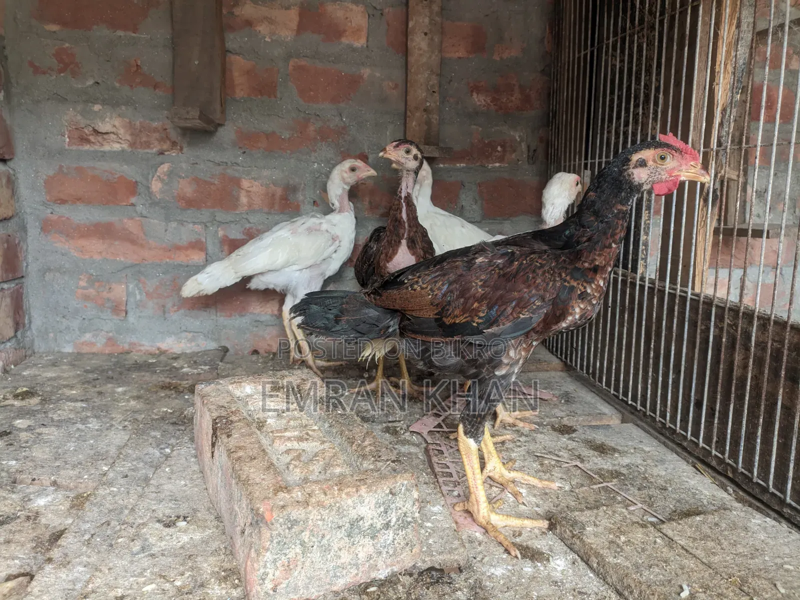 Aseel Chicken Chicks Age 2 Months+