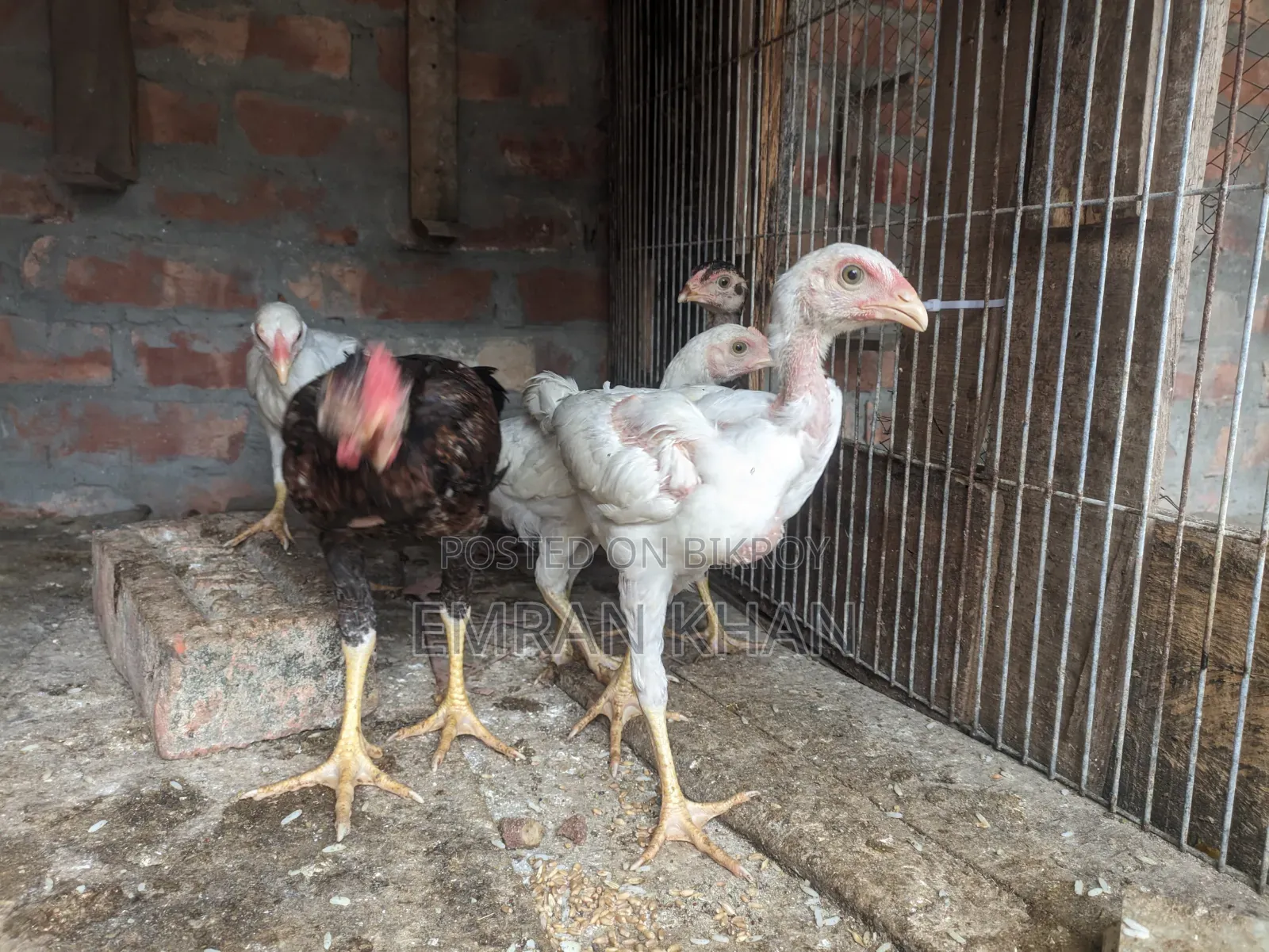 Aseel Chicken Chicks Age 2 Months+