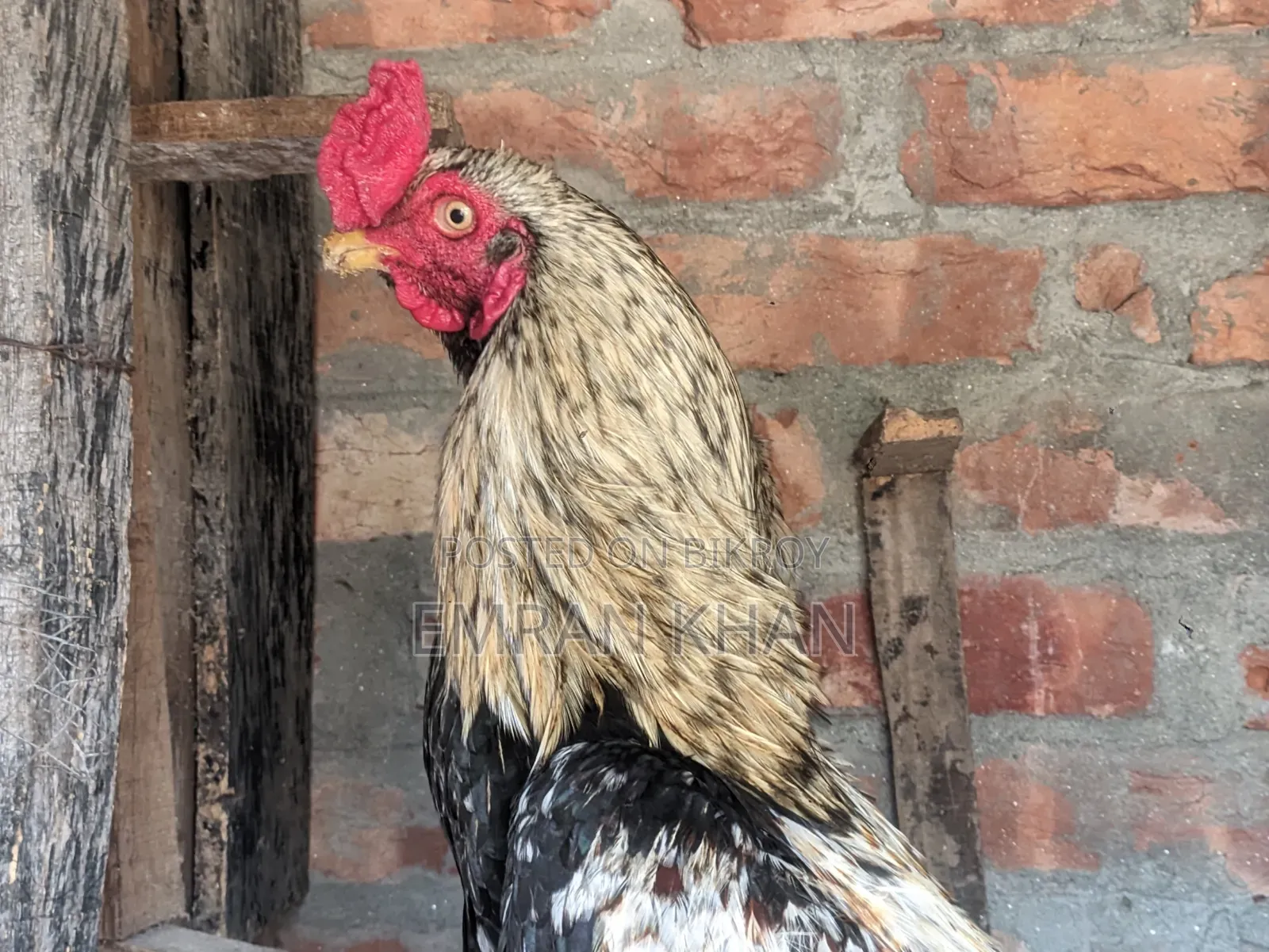 Aseel Chicken Chicks Age 2 Months+