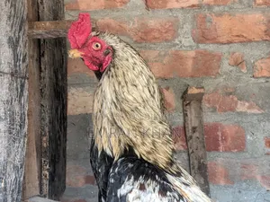 Aseel Chicken Chicks Age 2 Months+