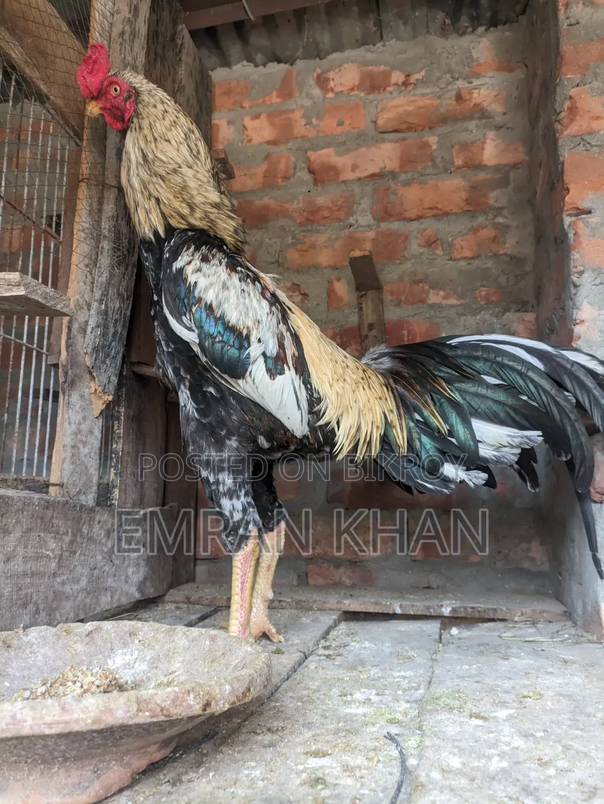Aseel Chicken Chicks Age 2 Months+