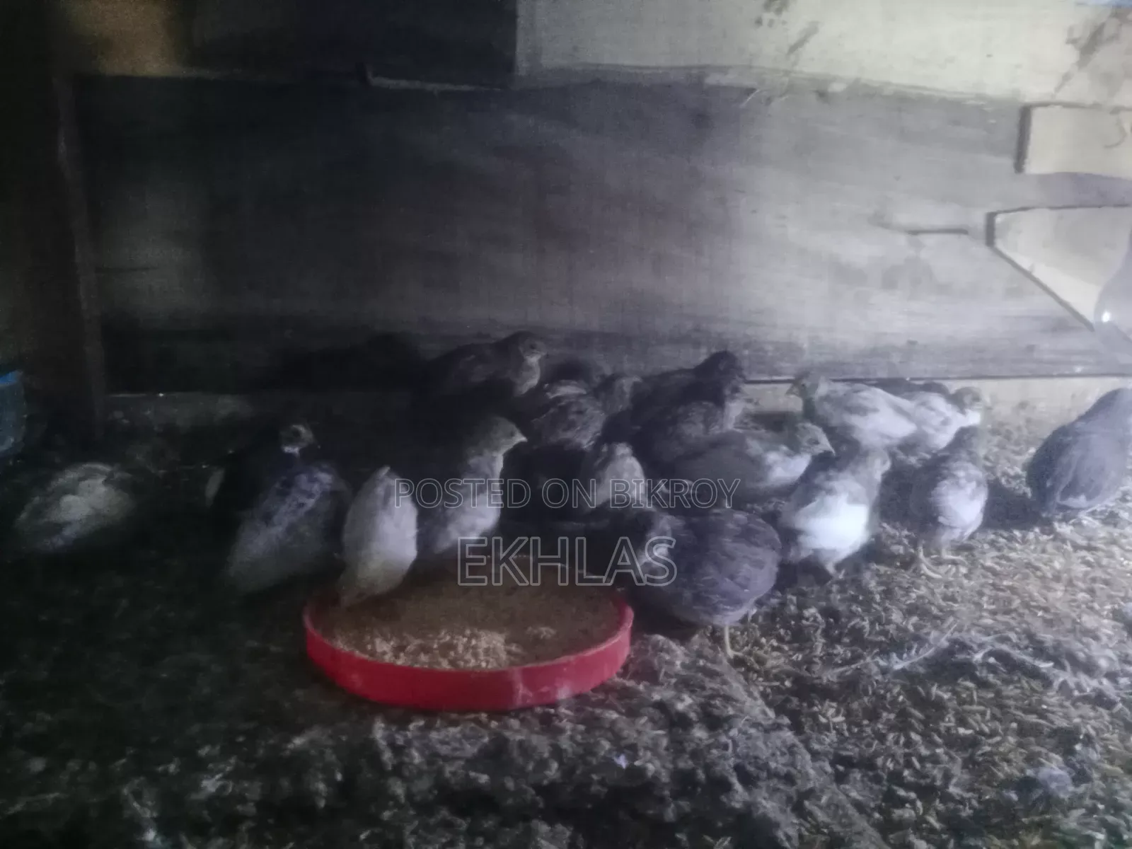New Adult King Quail