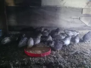 নিউ এডাল্ট কিং কোয়েল