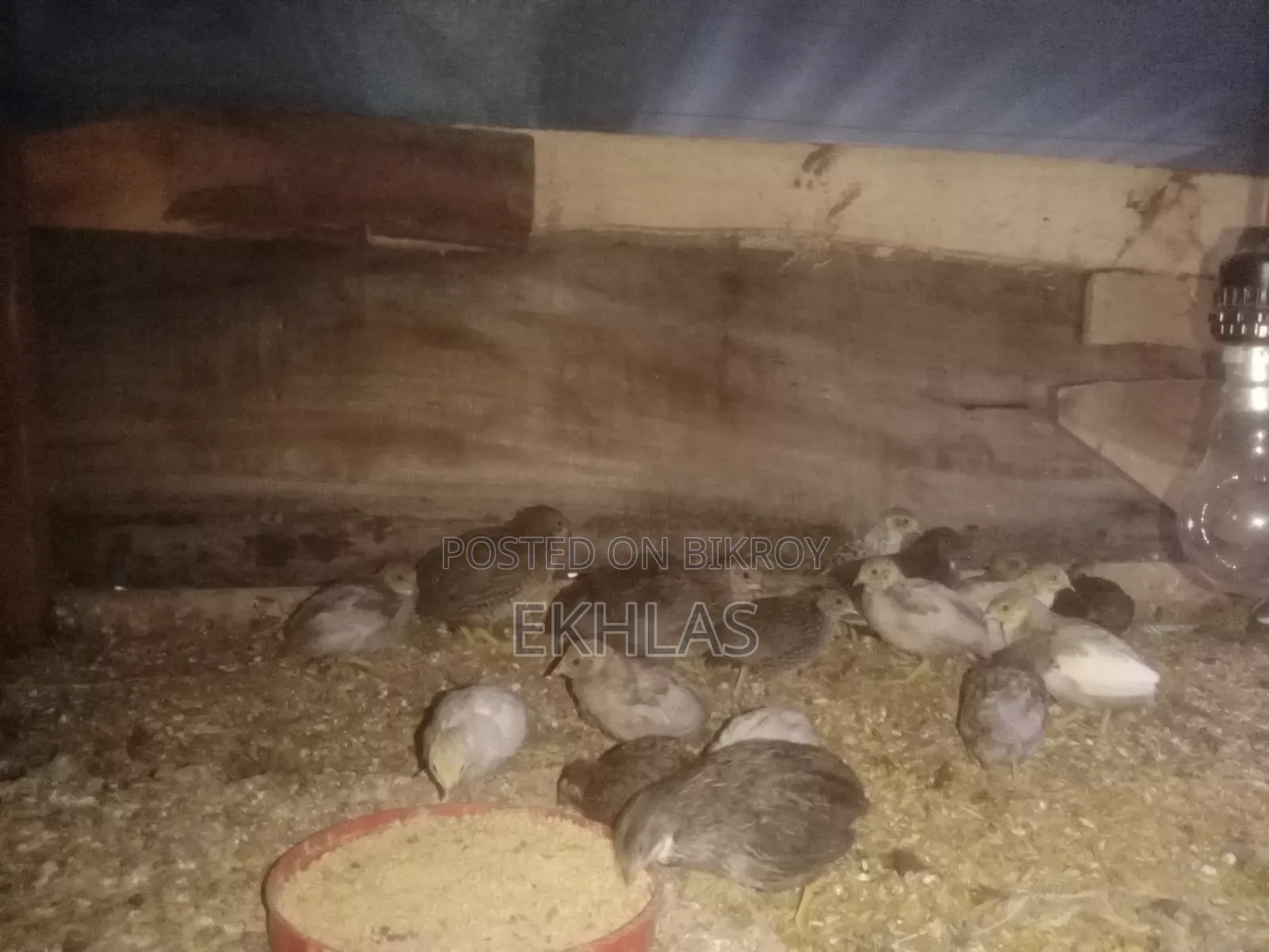 New Adult King Quail